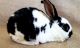 Mini Rex Rabbits for sale in Port St. Lucie, FL, USA. price: $55