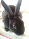 Mini Rex Rabbits for sale in Independence, MO, USA. price: $25