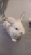 Mini Rex Rabbits for sale in New Milford, NJ 07646, USA. price: NA