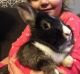 Mini Rex Rabbits for sale in Pearl, MS, USA. price: $60