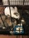 Mini Rex Rabbits for sale in Gainesville, GA, USA. price: $25