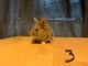 Mini Rex Rabbits for sale in Liberty, SC 29657, USA. price: NA