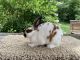 Mini Rex Rabbits for sale in Decatur, IN 46733, USA. price: NA
