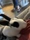 Mini Rex Rabbits for sale in London, OH 43140, USA. price: $40