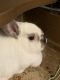 Mini Rex Rabbits for sale in Cary, NC, USA. price: NA