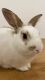 Mini Rex Rabbits for sale in Rockland, ME, USA. price: NA