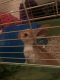 Mini Rex Rabbits for sale in McDonough, GA, USA. price: NA