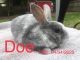 Mini Rex Rabbits for sale in Birch Run, MI 48415, USA. price: $50