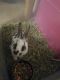Mini Rex Rabbits for sale in 670 Hill Dr, Hoffman Estates, IL 60169, USA. price: NA