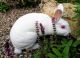 Mini Rex Rabbits for sale in Independence, MO, USA. price: NA