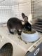 Mini Rex Rabbits for sale in North Hollywood, Los Angeles, CA, USA. price: $40