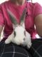 Mini Rex Rabbits for sale in Crittenden, KY 41030, USA. price: NA