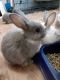 Mini Rex Rabbits for sale in Augusta, GA 30906, USA. price: $30