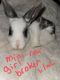Mini Rex Rabbits for sale in Belton, SC 29627, USA. price: $40