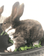 Mini Rex Rabbits