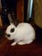 Mini Rex Rabbits for sale in Batesburg-Leesville, SC, USA. price: NA
