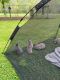 Mini Rex Rabbits for sale in UPPR BLCK EDY, PA 18972, USA. price: NA