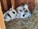 Mini Rex Rabbits for sale in Roy, WA 98580, USA. price: $30
