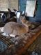 Mini Rex Rabbits for sale in Mapleton, PA 17052, USA. price: NA