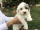 Mini Sheepadoodles Puppies for sale in Fort Myers, FL, USA. price: $2,000