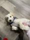Mini Sheepadoodles Puppies for sale in La Crosse, WI, USA. price: $2,000