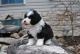 Mini Sheepadoodles Puppies for sale in Dundee, OH 44624, USA. price: NA