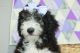 Mini Sheepadoodles Puppies for sale in Strasburg, OH 44680, USA. price: $400