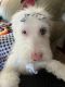 Mini Sheepadoodles Puppies for sale in Canton, OH 44706, USA. price: NA