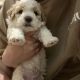 Mini Sheepadoodles Puppies for sale in 1291 E 500 N, Lehi, UT 84043, USA. price: NA
