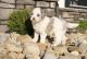 Mini Sheepadoodles Puppies for sale in Dundee, OH 44624, USA. price: NA