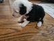Mini Sheepadoodles Puppies for sale in Chattanooga, TN, USA. price: NA