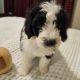 Mini Sheepadoodles Puppies for sale in Chattanooga, TN, USA. price: NA