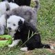 Mini Sheepadoodles Puppies
