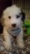 Mini Sheepadoodles Puppies for sale in Candler, NC 28715, USA. price: NA