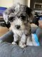 Mini Sheepadoodles Puppies for sale in Chicago, IL, USA. price: $2,000