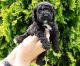 Mini Sheepadoodles Puppies for sale in Texas City, TX, USA. price: NA