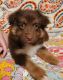 Miniature Australian Shepherd Puppies for sale in Baton Rouge, LA, USA. price: $500