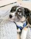 Miniature Australian Shepherd Puppies for sale in The Colony, TX, USA. price: $1,000