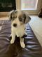 Miniature Australian Shepherd Puppies for sale in Montgomery, TX, USA. price: $1,800