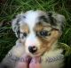 Miniature Australian Shepherd Puppies for sale in Foley, MN 56329, USA. price: $1,400