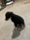 Miniature Australian Shepherd Puppies for sale in Twin Brooks, SD 57269, USA. price: $700