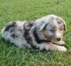 Miniature Australian Shepherd Puppies for sale in Sallisaw, OK 74955, USA. price: $900