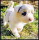 Miniature Australian Shepherd Puppies for sale in Eau Claire, WI, USA. price: NA
