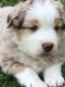 Miniature Australian Shepherd Puppies for sale in Whitney, TX 76692, USA. price: $1,200