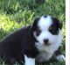 Miniature Australian Shepherd Puppies for sale in Whitney, TX 76692, USA. price: $1,000