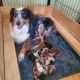 Miniature Australian Shepherd Puppies for sale in Pawtucket Ave, Pawtucket, RI, USA. price: $1,850