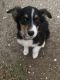 Miniature Australian Shepherd Puppies for sale in Hunt County, TX, USA. price: NA
