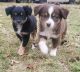 Miniature Australian Shepherd Puppies for sale in Luther, OK 73054, USA. price: $800