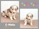 Miniature Australian Shepherd Puppies for sale in Hayfield, MN 55940, USA. price: $600