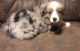 Miniature Australian Shepherd Puppies for sale in Bloomfield, IN 47424, USA. price: $800